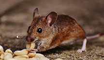 24 Hour & Emergency Exterminators in Maysville, GA